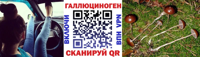 Псилоцибиновые грибы Psilocybine cubensis  хочу   Сокол 